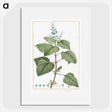 1-7_Stirpes-Novae_picture