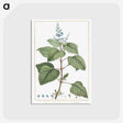 1-7_Stirpes-Novae_postcard