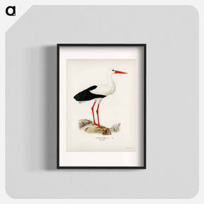 アートポスター-White Stork
 - スヴェンスカ フォグラル Poster.