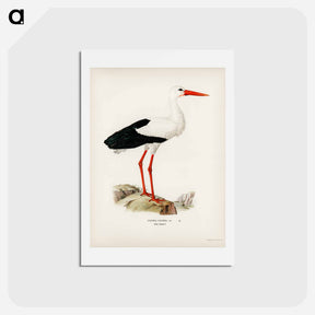 アートポストカード-White Stork
 - スヴェンスカ フォグラル Postcard.