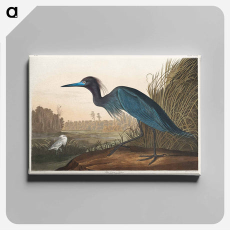 アートパネル-Blue Crane or Heron from Birds of America
 - アメリカの鳥たち Canvas.