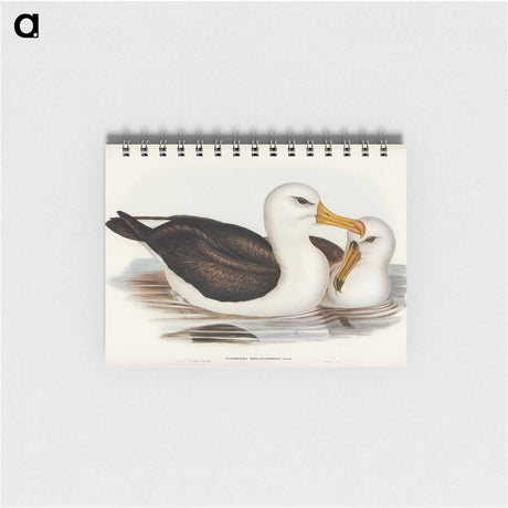 アートメモ帳-Black-browed Albatross
 - オーストラリアの鳥 Memo.