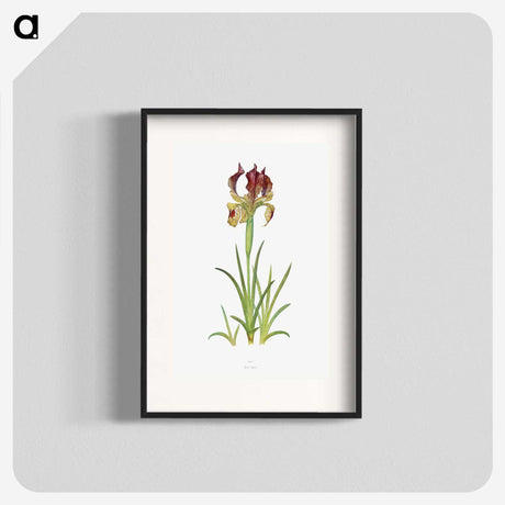 1-7_The-Genus-Iris_blk