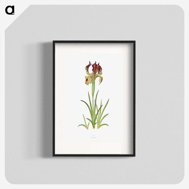 1-7_The-Genus-Iris_blk