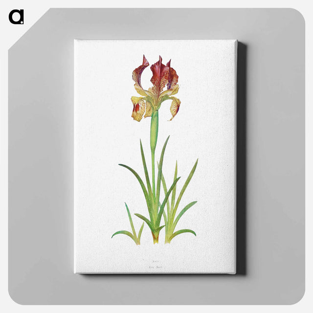 アートパネル-Iris Sari from The genus Iris
 - アヤメ属 Canvas.
