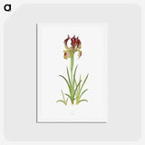 1-7_The-Genus-Iris_hagaki