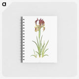 1-7_The-Genus-Iris_memo