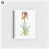 アートメモ帳-Iris Sari from The genus Iris
 - アヤメ属 Memo.