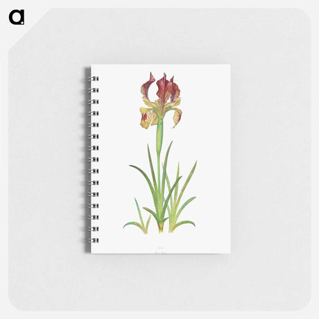 アートメモ帳-Iris Sari from The genus Iris
 - アヤメ属 Memo.