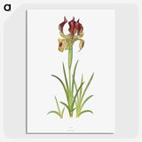 1-7_The-Genus-Iris_picture-crop
