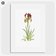 1-7_The-Genus-Iris_picture