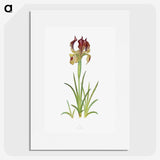 1-7_The-Genus-Iris_picture
