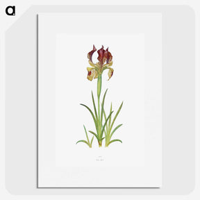 1-7_The-Genus-Iris_picture