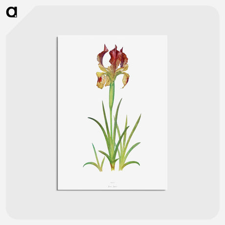 アートポストカード-Iris Sari from The genus Iris
 - アヤメ属 Postcard.