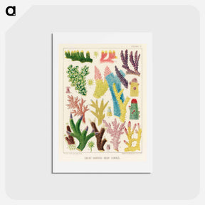 アートポストカード-Great Barrier Reef Corals - オーストラリアのグレートバリアリーフ Postcard.