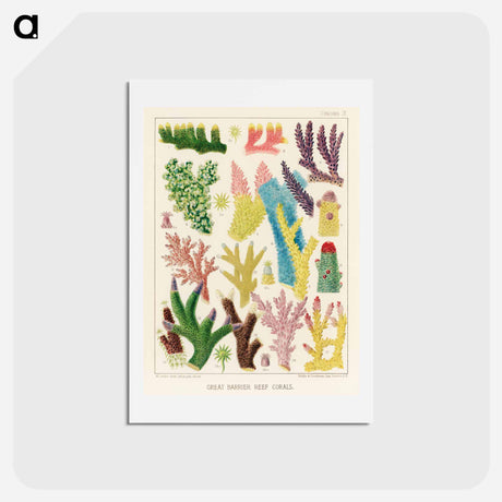 アートポストカード-Great Barrier Reef Corals - オーストラリアのグレートバリアリーフ Postcard.
