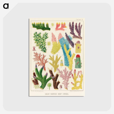 アートポストカード-Great Barrier Reef Corals - オーストラリアのグレートバリアリーフ Postcard.