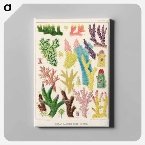 Great Barrier Reef Corals - オーストラリアのグレートバリアリーフ Canvas.