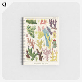 1-7_The-Great-Barrier-Reef-of-Australia_memo