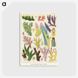 1-7_The-Great-Barrier-Reef-of-Australia_postcard