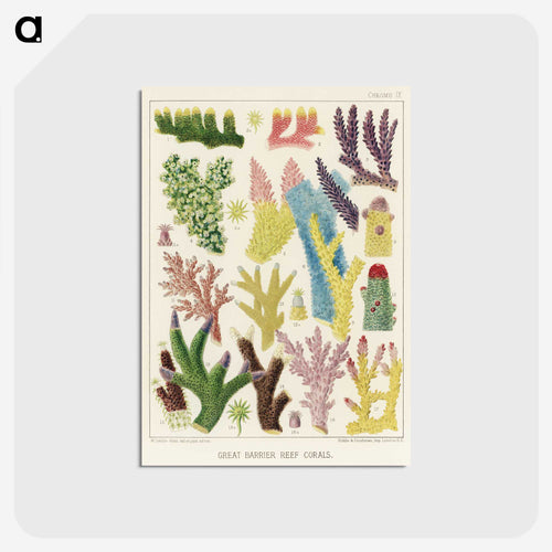 Great Barrier Reef Corals - オーストラリアのグレートバリアリーフ Postcard.