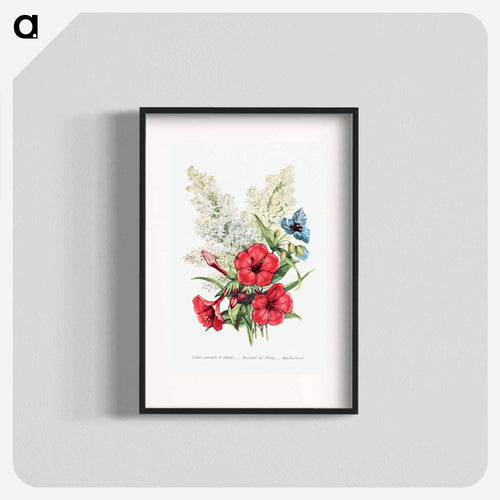 Lilac, Marvel of Peru and Spiderwort
 - Flower Language Poster.