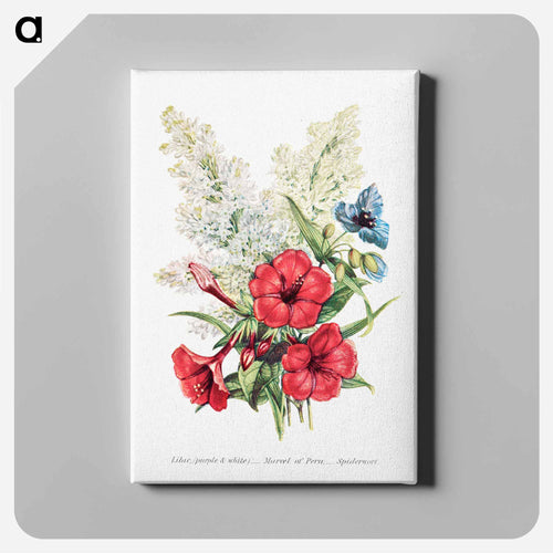 Lilac, Marvel of Peru and Spiderwort
 - The Language of Flowers Canvas.