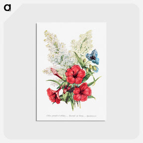 アートポストカード-Lilac, Marvel of Peru and Spiderwort
 - 花言葉 Postcard.
