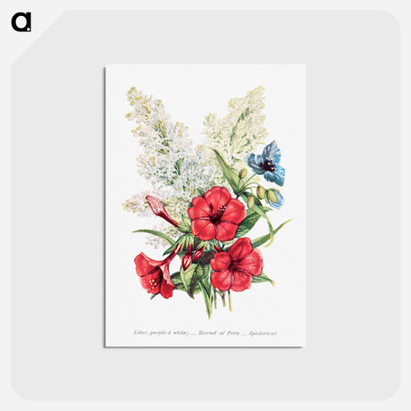 アートポストカード-Lilac, Marvel of Peru and Spiderwort
 - 花言葉 Postcard.