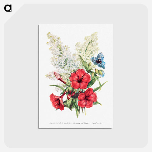Lilac, Marvel of Peru and Spiderwort
 - Flower Language Postcard.