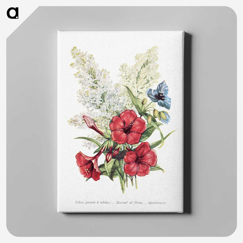 ライラック、オシロイバナとムラサキツユクサ - 花言葉 Canvas.