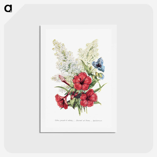 ライラック、オシロイバナとムラサキツユクサ - 花言葉 Postcard.