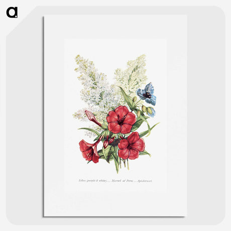 1-7_The-Language-of-Flowers_picture