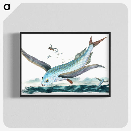1-7_The-Natural-History-of-British-Fishes_blk-crop