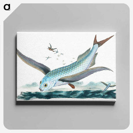 1-7_The-Natural-History-of-British-Fishes_canvas