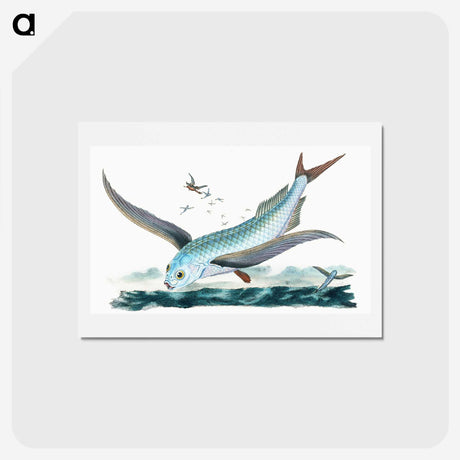 1-7_The-Natural-History-of-British-Fishes_hagaki