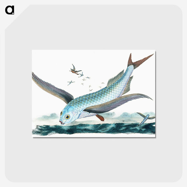 1-7_The-Natural-History-of-British-Fishes_postcard