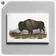 1-7_The-Viviparous-Quadrupeds_canvas