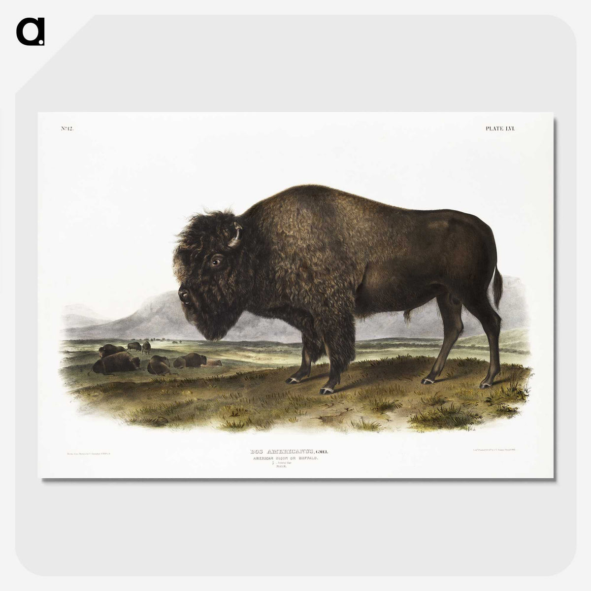 1-7_The-Viviparous-Quadrupeds_picture-crop