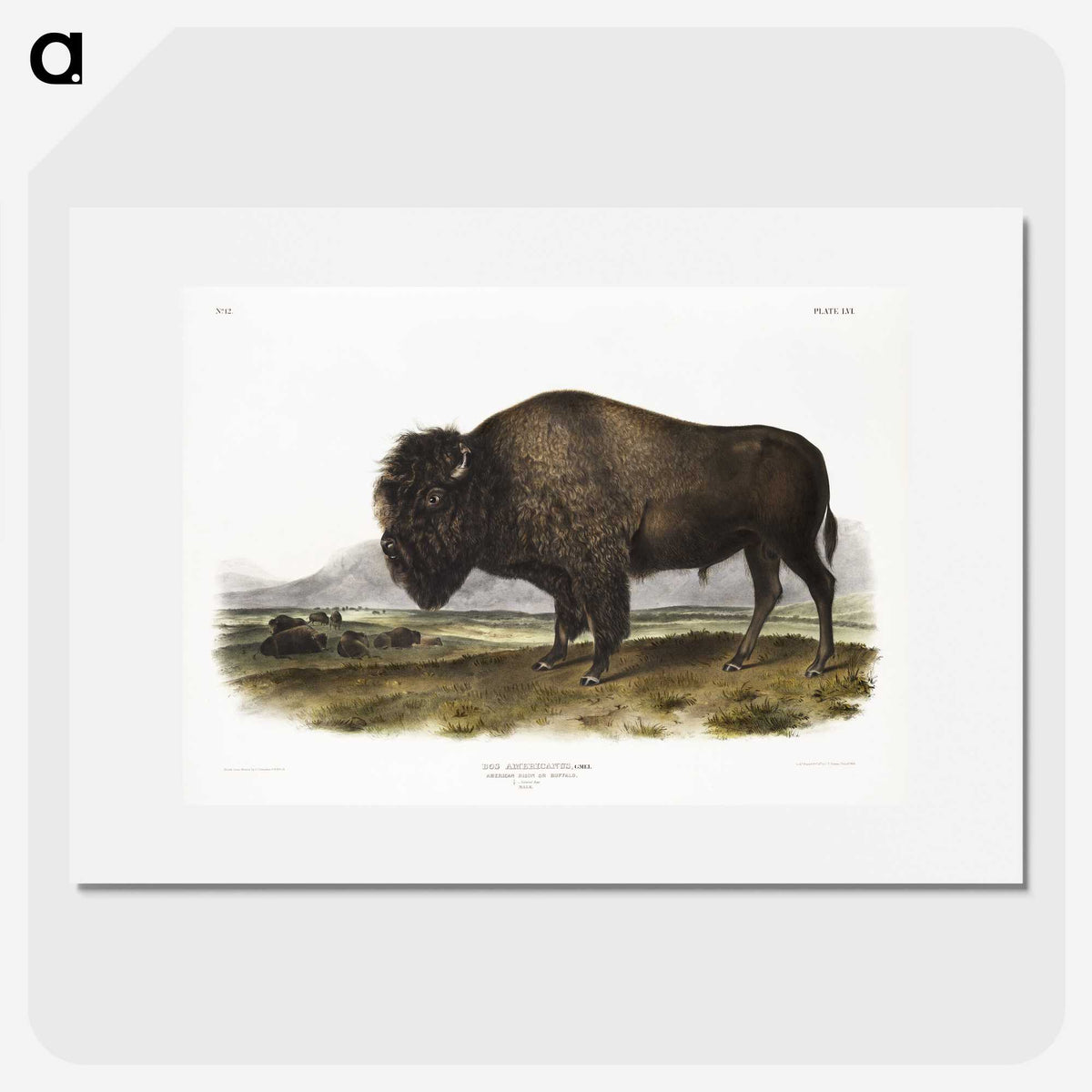 1-7_The-Viviparous-Quadrupeds_picture