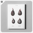 1-7_Treatise-on-Trees-and-Shrubs_canvas