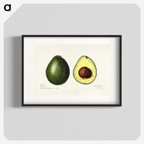 1-7_USDA-Watercolor-Fruit-Painting-Collection_blk