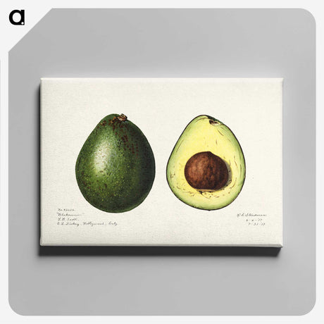 1-7_USDA-Watercolor-Fruit-Painting-Collection_canvas