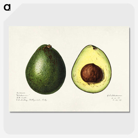 1-7_USDA-Watercolor-Fruit-Painting-Collection_picture-crop
