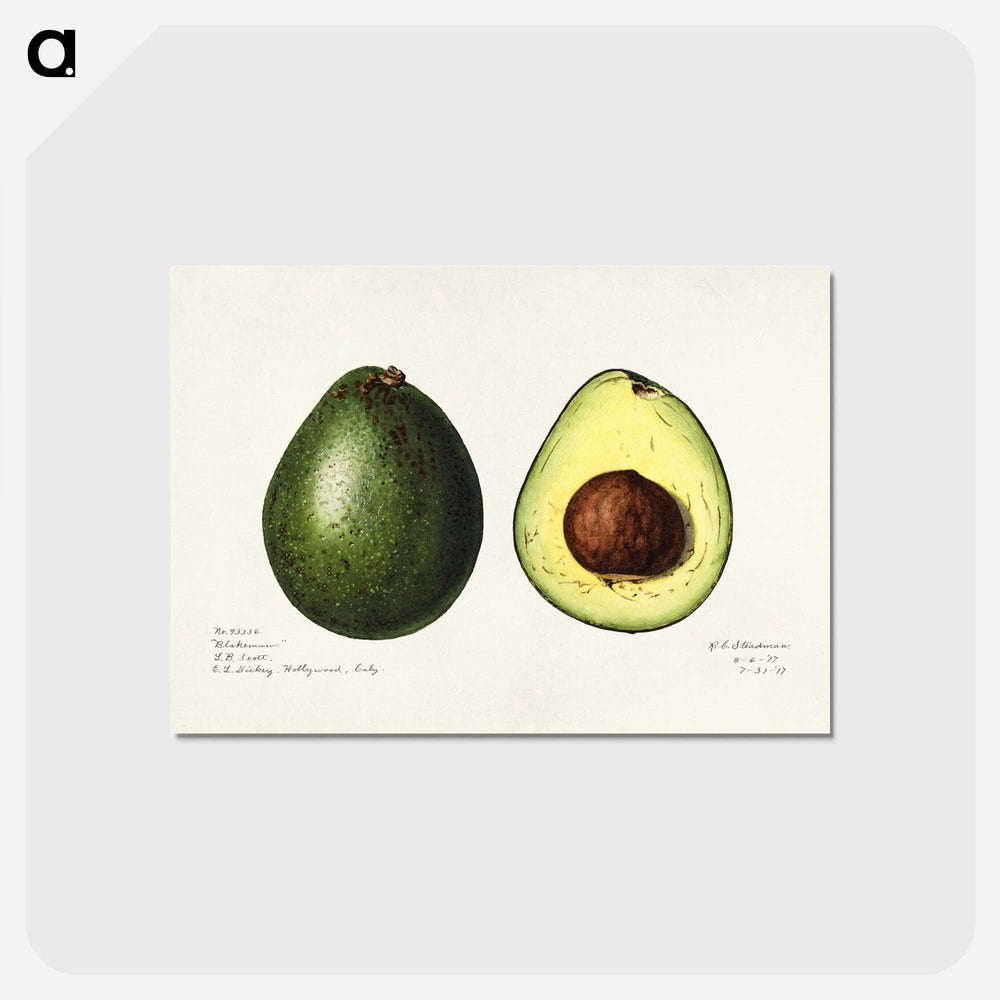 1-7_USDA-Watercolor-Fruit-Painting-Collection_postcard