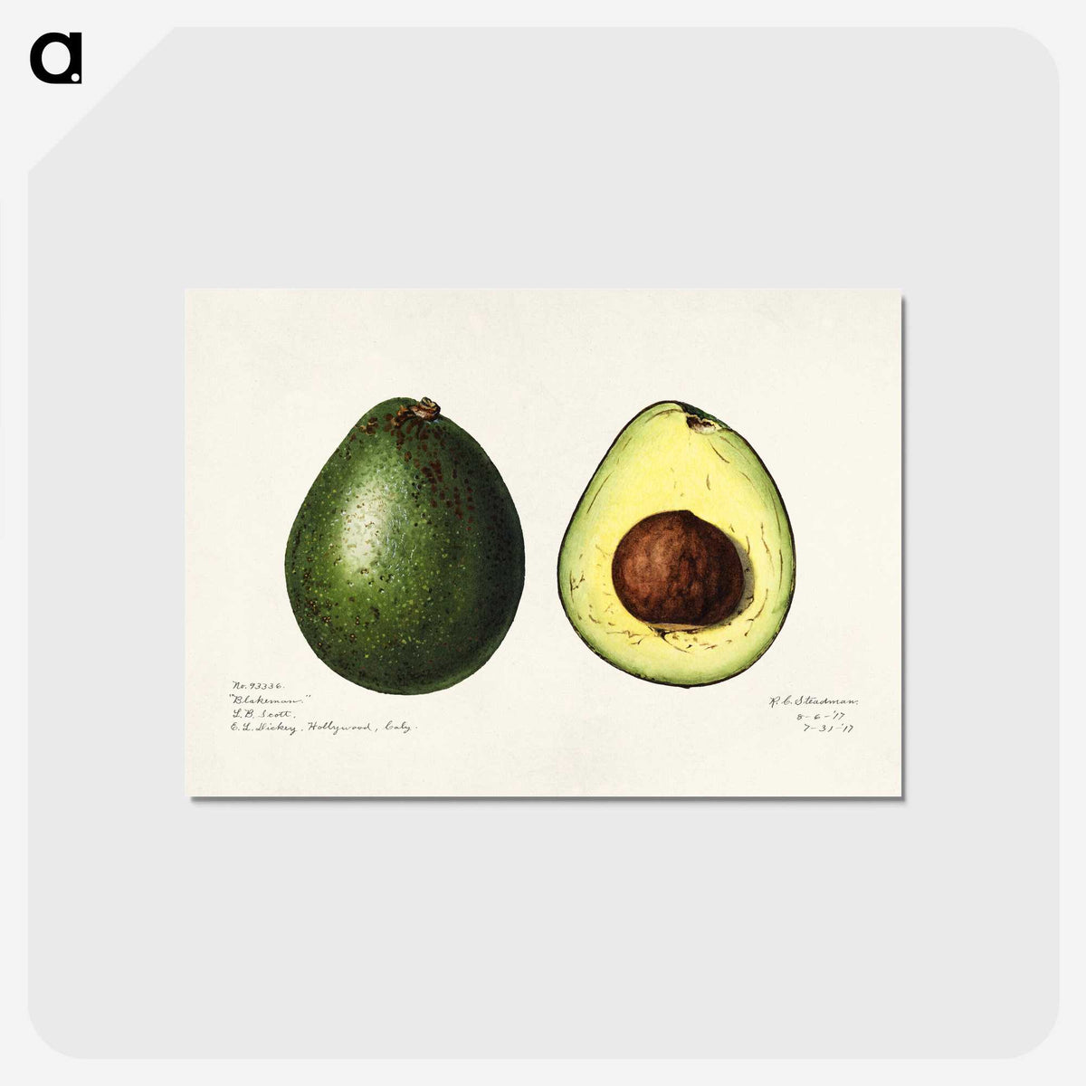 1-7_USDA-Watercolor-Fruit-Painting-Collection_postcard