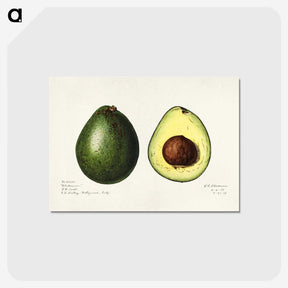 1-7_USDA-Watercolor-Fruit-Painting-Collection_postcard