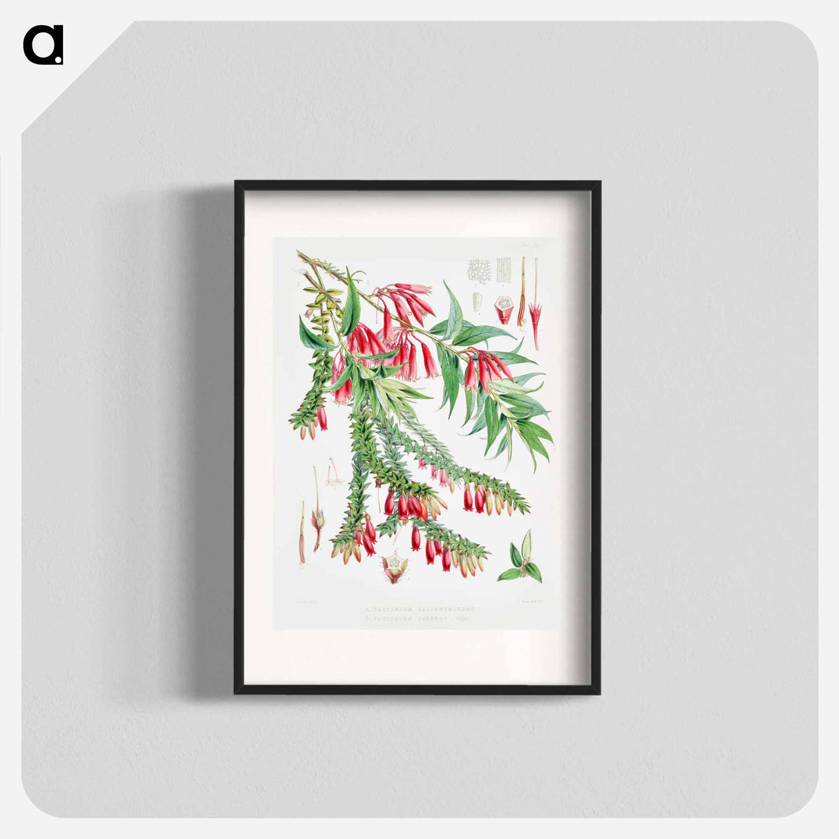 Vaccinium Salignum (syn. Agapetes saligna), Vaccinium Serpens (syn. Agapetes serpens) - ウォルター フッド フィッチ Poster.
