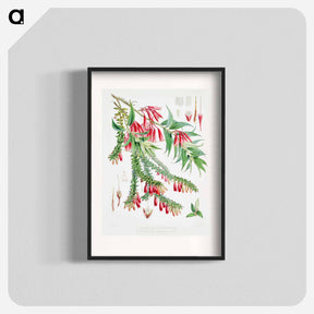 アートポスター-Vaccinium Salignum (syn. Agapetes saligna), Vaccinium Serpens (syn. Agapetes serpens) - ウォルター フッド フィッチ Poster.