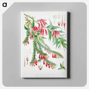 アートパネル-Vaccinium Salignum (syn. Agapetes saligna), Vaccinium Serpens (syn. Agapetes serpens) - ウォルター フッド フィッチ Canvas.